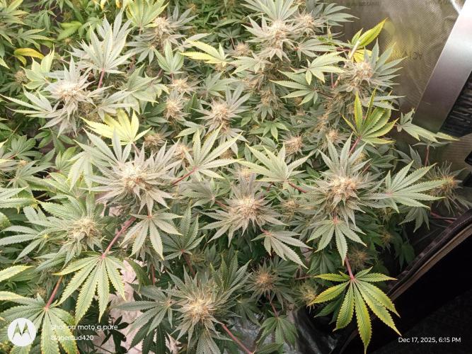 dutch passion. Week 16