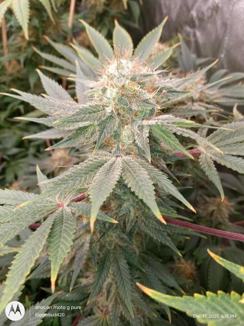 dutch passion. Week 16