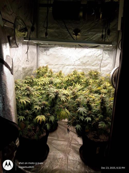 dutch passion. Week 17