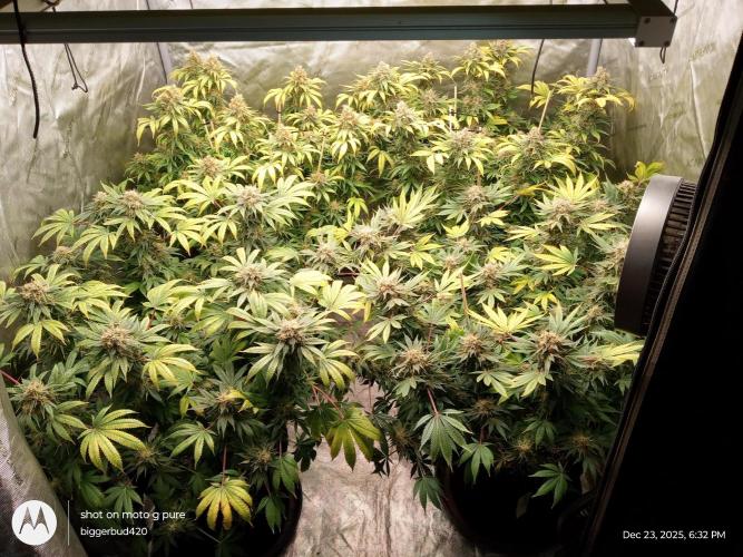 dutch passion. Week 17