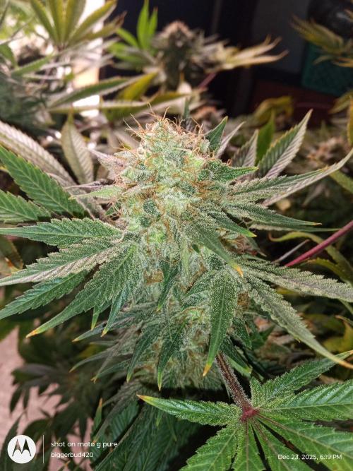 dutch passion. Week 17