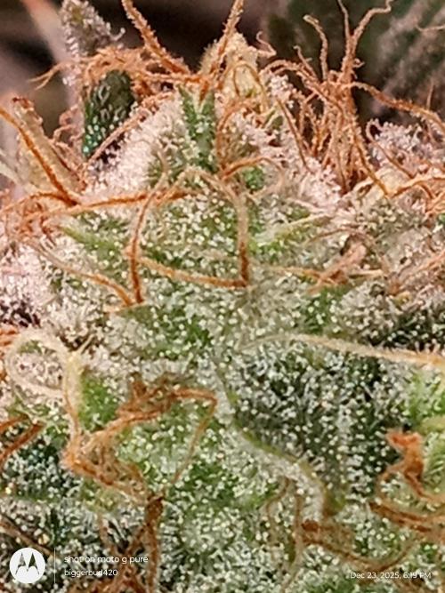 dutch passion. Week 17