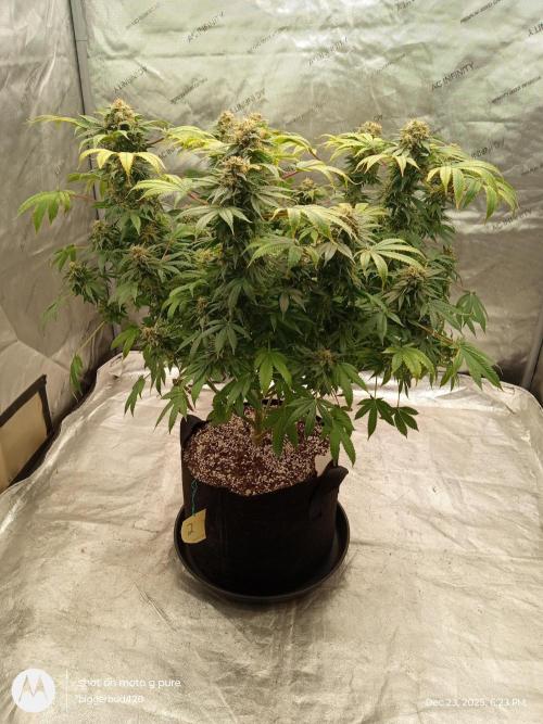 dutch passion. Week 17