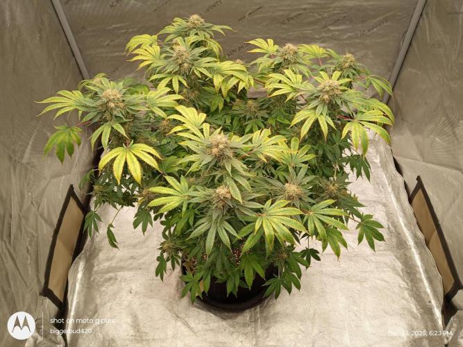 dutch passion. Week 17