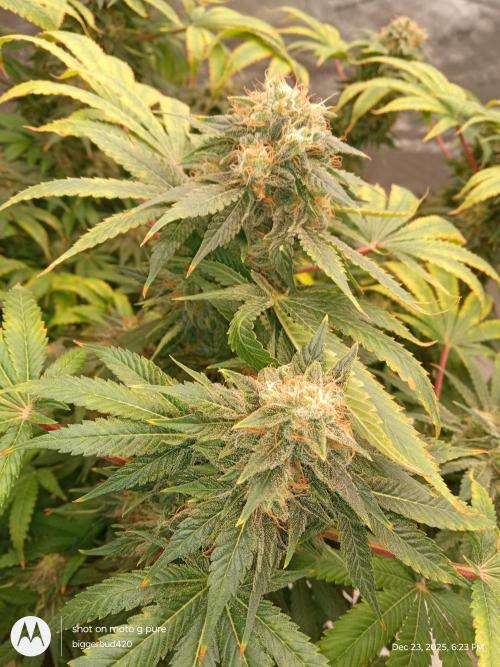 dutch passion. Week 17