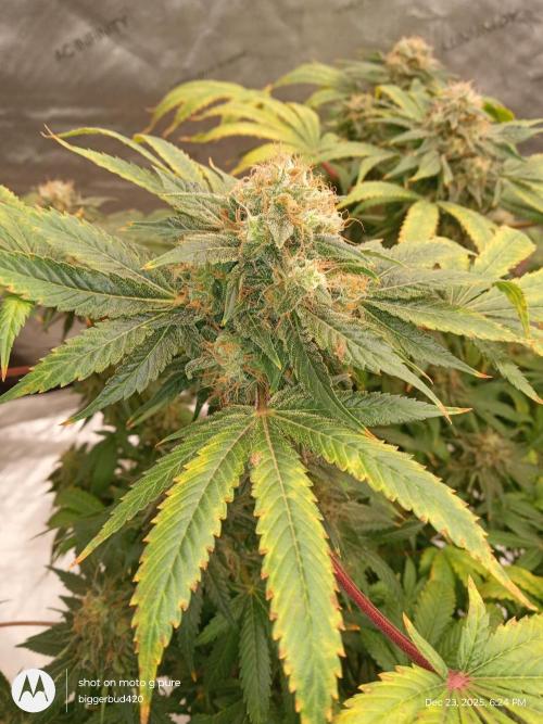 dutch passion. Week 17