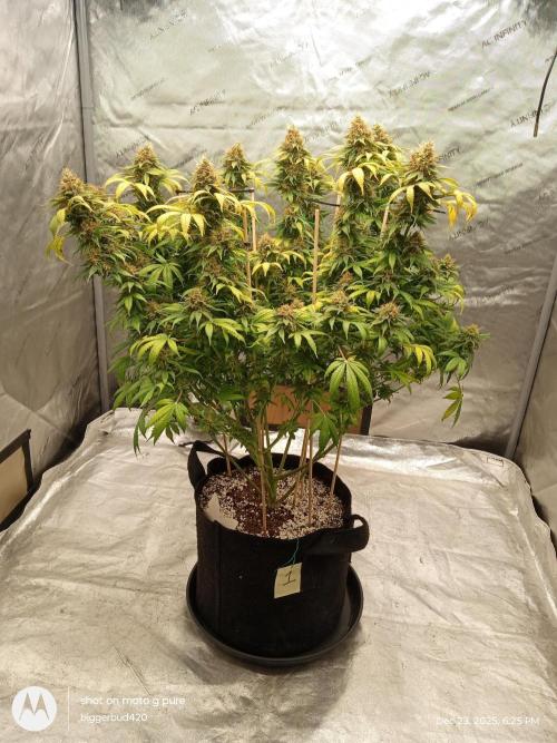 dutch passion. Week 17