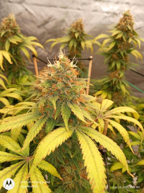 dutch passion. Week 17