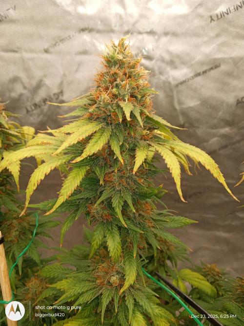 dutch passion. Week 17