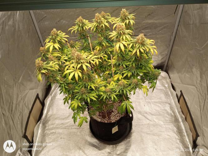 dutch passion. Week 17