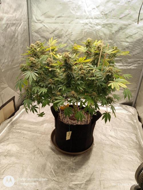 dutch passion. Week 17