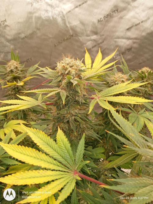 dutch passion. Week 17