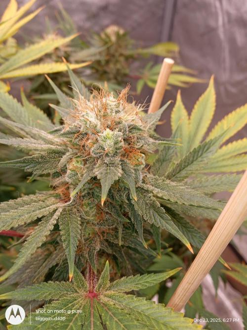 dutch passion. Week 17