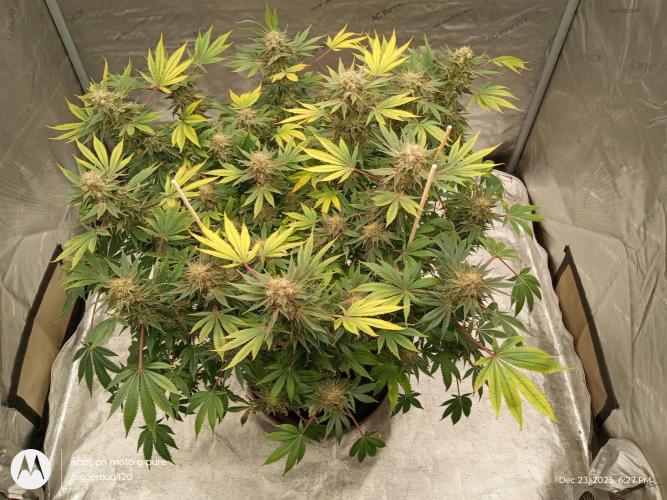 dutch passion. Week 17