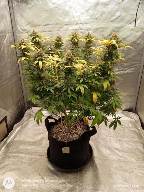 dutch passion. Week 17