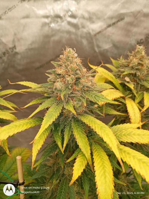 dutch passion. Week 17