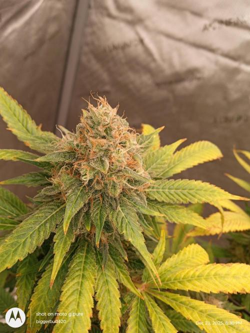 dutch passion. Week 17