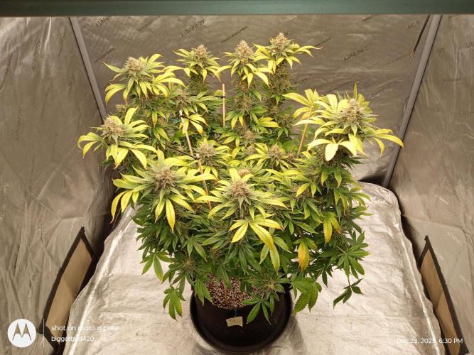 dutch passion. Week 17