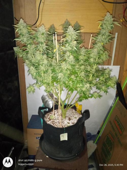 dutch passion. Week 18