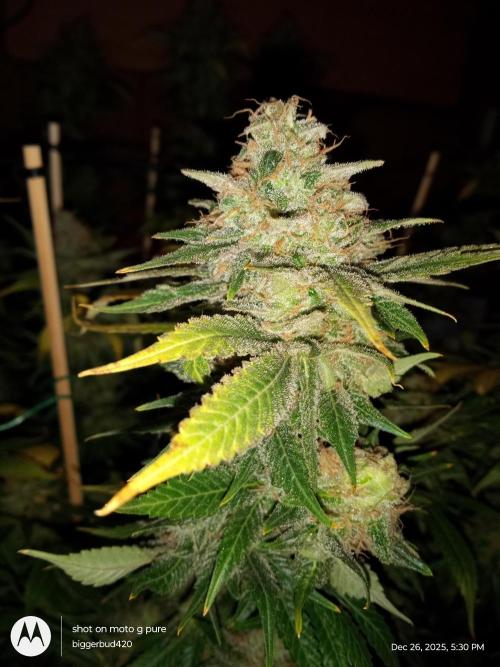 dutch passion. Week 18