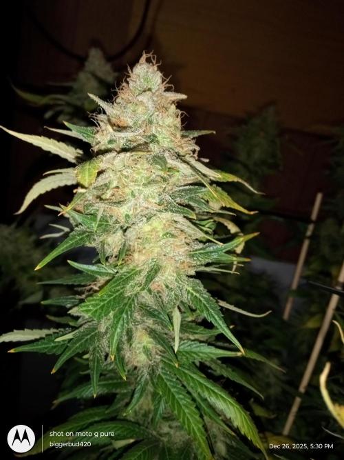 dutch passion. Week 18