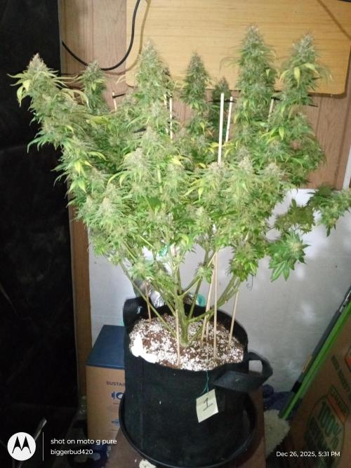 dutch passion. Week 18