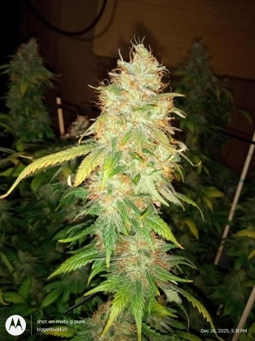 dutch passion. Week 18