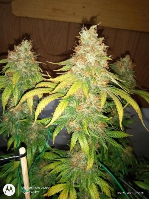 dutch passion. Week 18