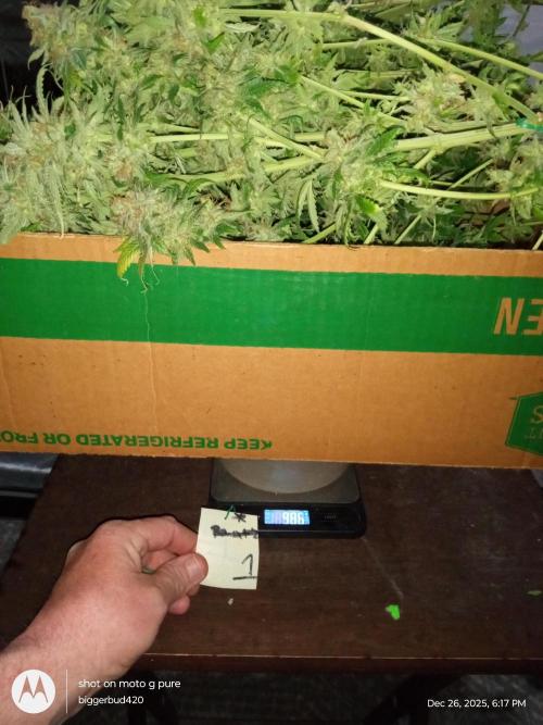 dutch passion. Week 18