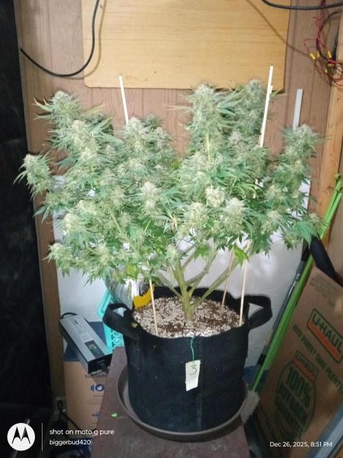 dutch passion. Week 18