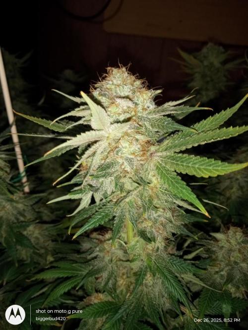 dutch passion. Week 18