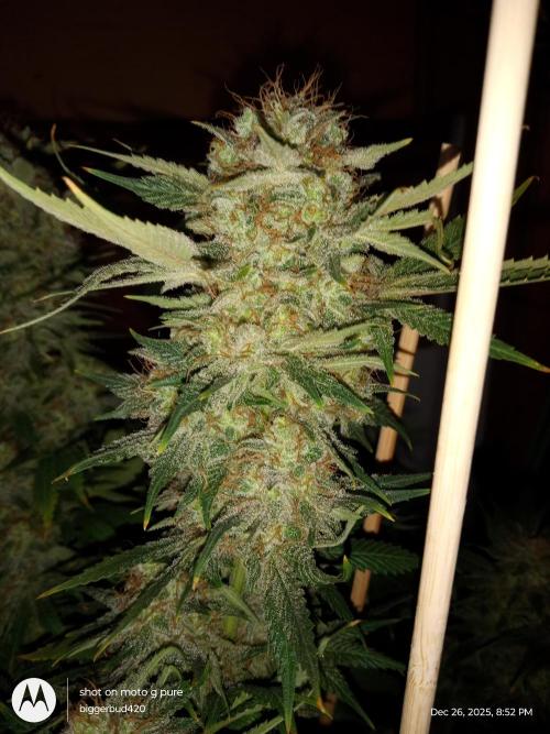 dutch passion. Week 18