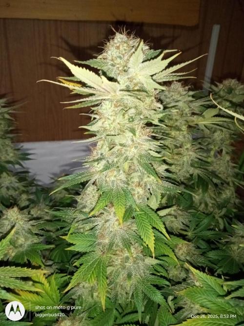 dutch passion. Week 18