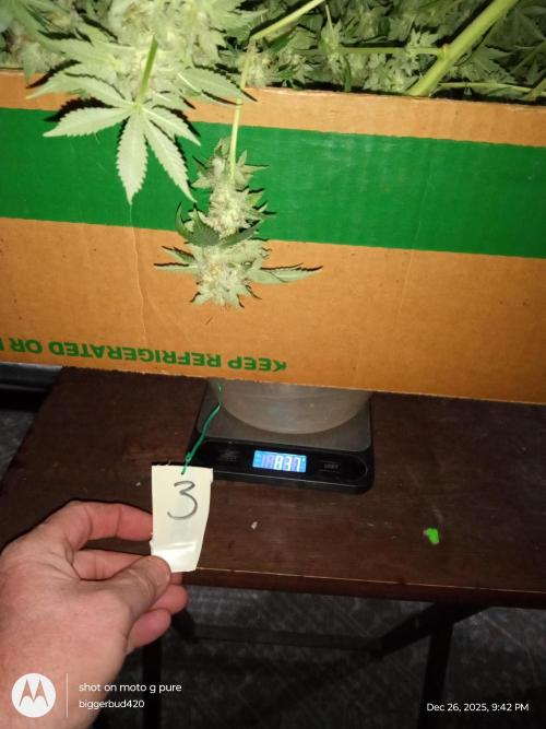 dutch passion. Week 18