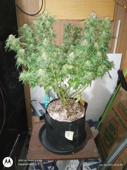 dutch passion. Week 18