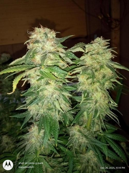 dutch passion. Week 18