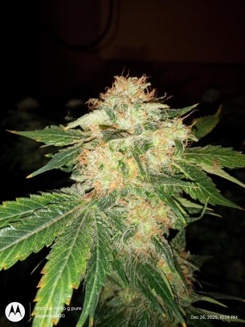 dutch passion. Week 18