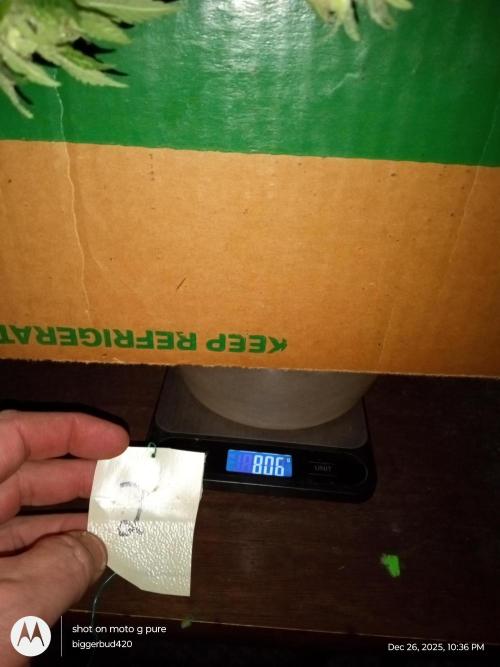 dutch passion. Week 18