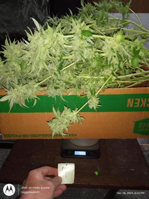 dutch passion. Week 18