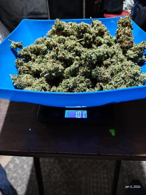 dutch passion. Week 18