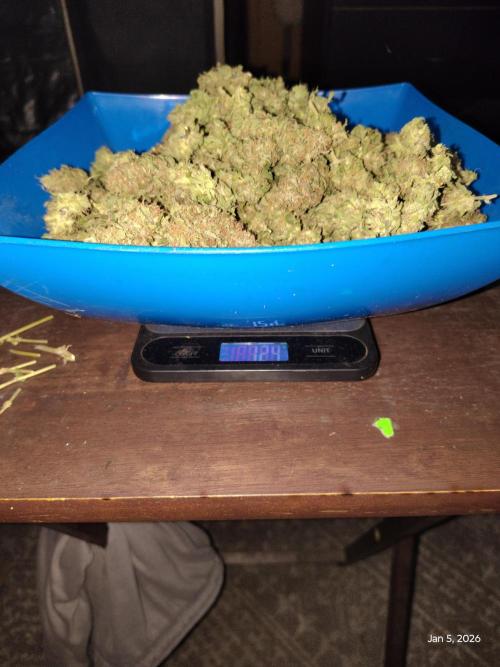 dutch passion. Week 18