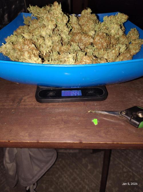 dutch passion. Week 18