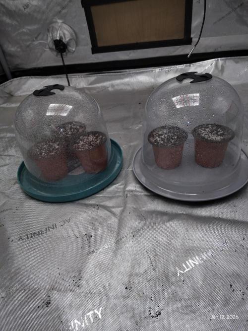 eternity grow cup 2026. Week 0