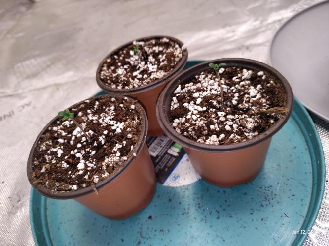 eternity grow cup 2026. Week 0