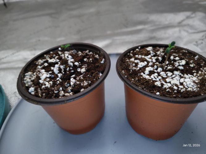 eternity grow cup 2026. Week 0