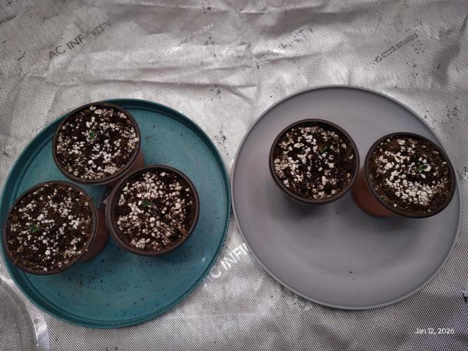 eternity grow cup 2026. Week 0