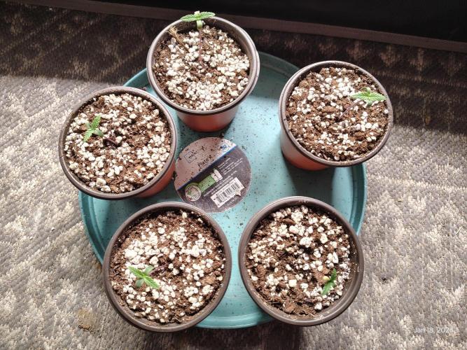 eternity grow cup 2026. Week 0
