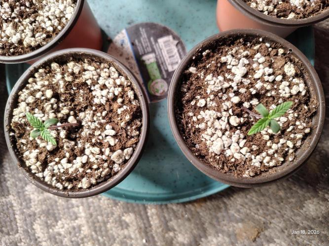 eternity grow cup 2026. Week 0