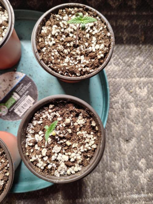 eternity grow cup 2026. Week 0