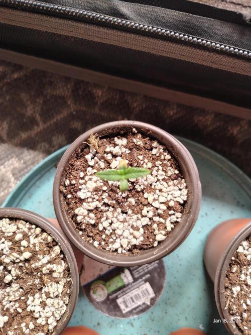 eternity grow cup 2026. Week 0